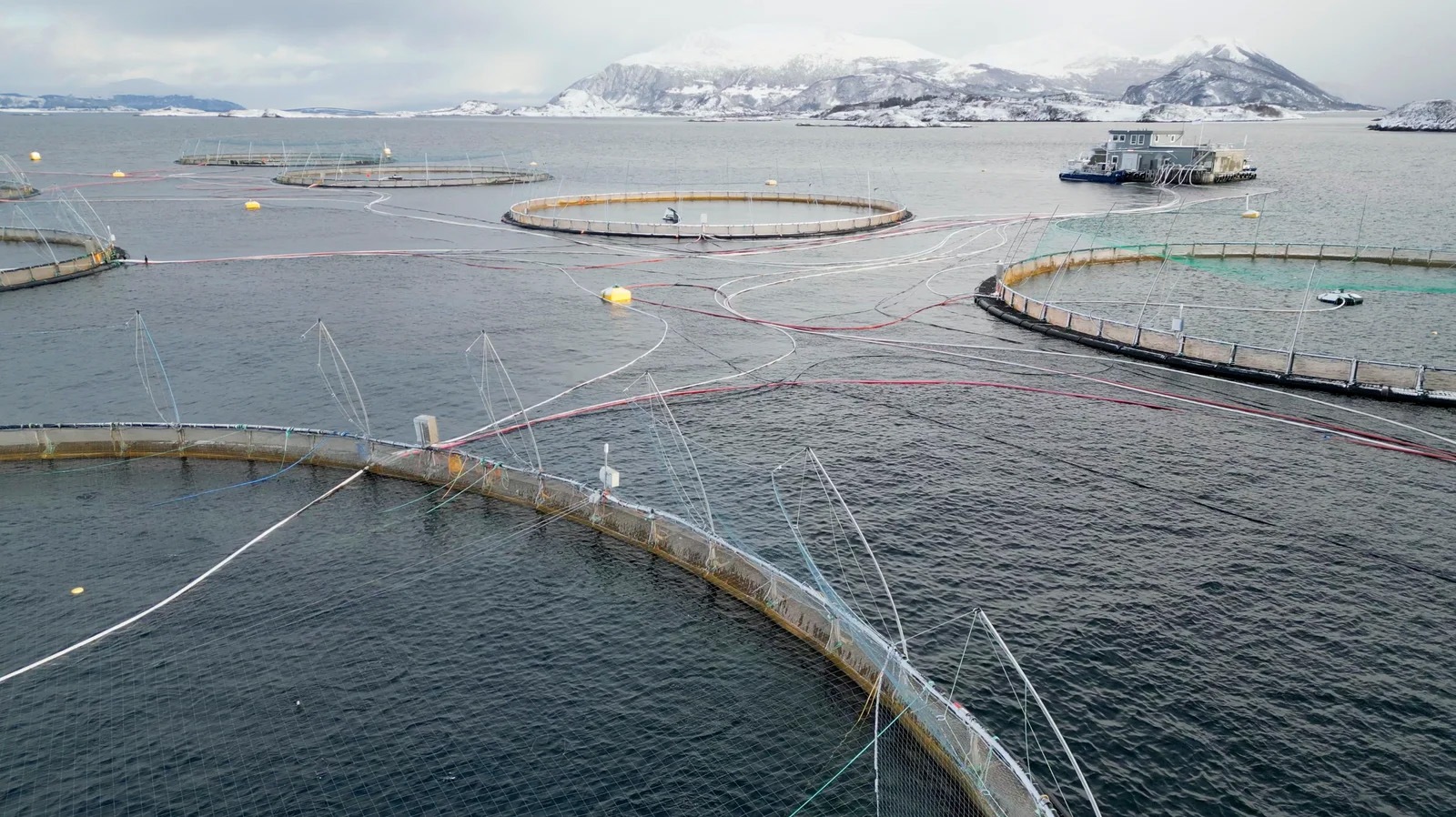 Будущее аквакультуры и роль искусственного интеллекта: Трансформация пищевой системы XXI века