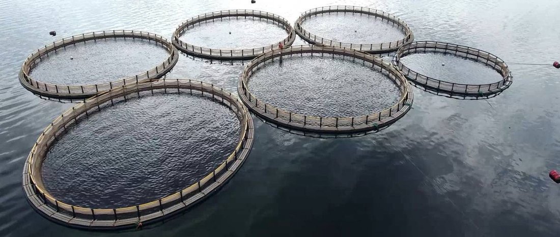 IMTA: рыба, моллюски и водоросли в единой системе