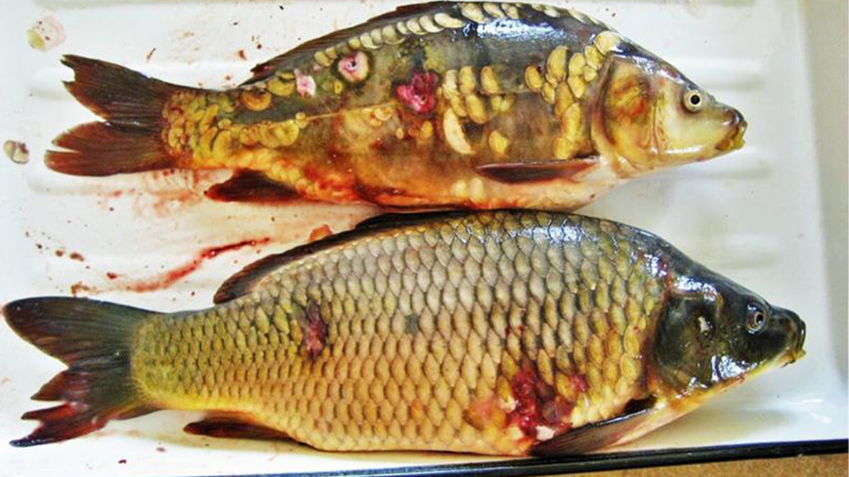 Болезни рыб и эффективные методы профилактики