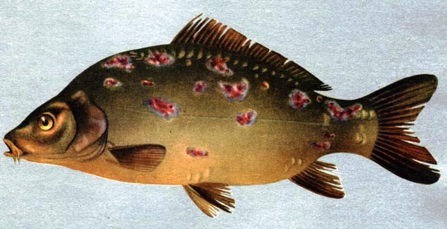 Проблемы биоопасности на аквафермах и методы защиты