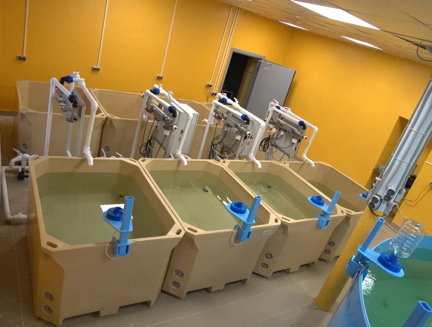 Ученые МГУТУ запатентовали уникальные системы очистки воды для аквакультуры - МГУТУ им. К.Г. Разумовского (ПКУ)