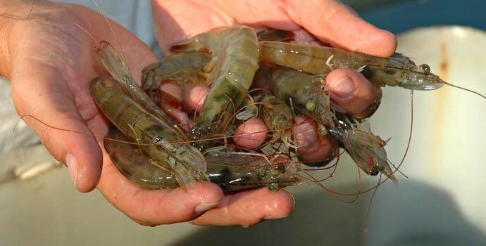Разведение креветок как прибыльный вид аквакультуры