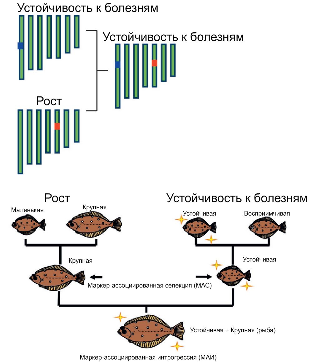 Генетика рыб: основы и приложения \| Аквакультура --- рыбы и другие водные животные